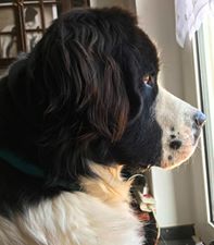 Quint am Fenster