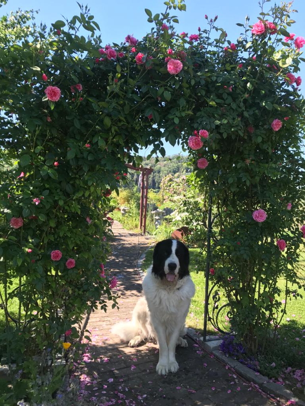 Unter Rosenbogen