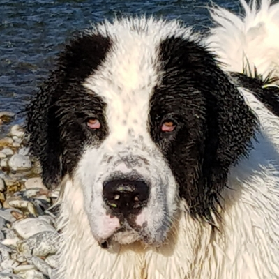 Elliot